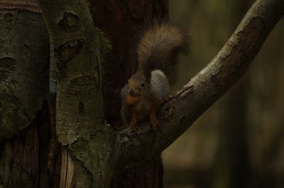 Close-up of squirrel on tree trunk