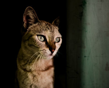 Close-up portrait of a cat looking away