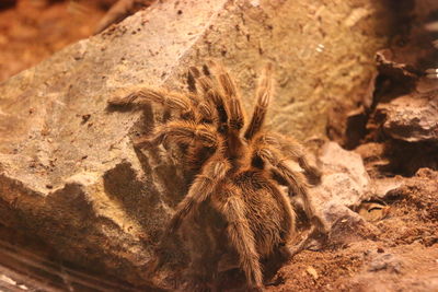 High angle view of spider on rock