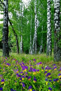 Purple flowering plants by trees in forest