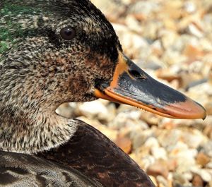 Close-up of a bird