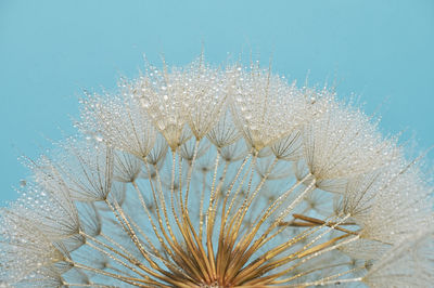 Closeup dandelion and dew drops, soft nature background