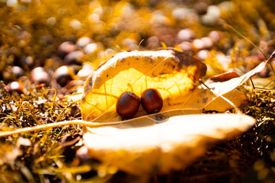 Close-up of fruits on field during autumn