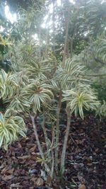 Close-up of palm trees