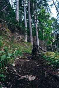 View of a forest