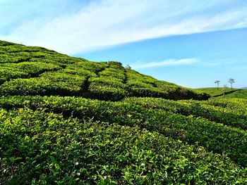 Scenic view of grassy field against sky