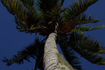 Low angle view of coconut palm tree against blue sky