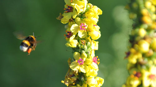 Close-up of bee pollinating on flower