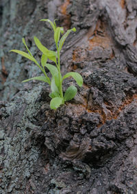 Close-up of young plant growing on tree trunk