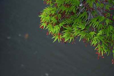 Close-up of maple leaves on tree