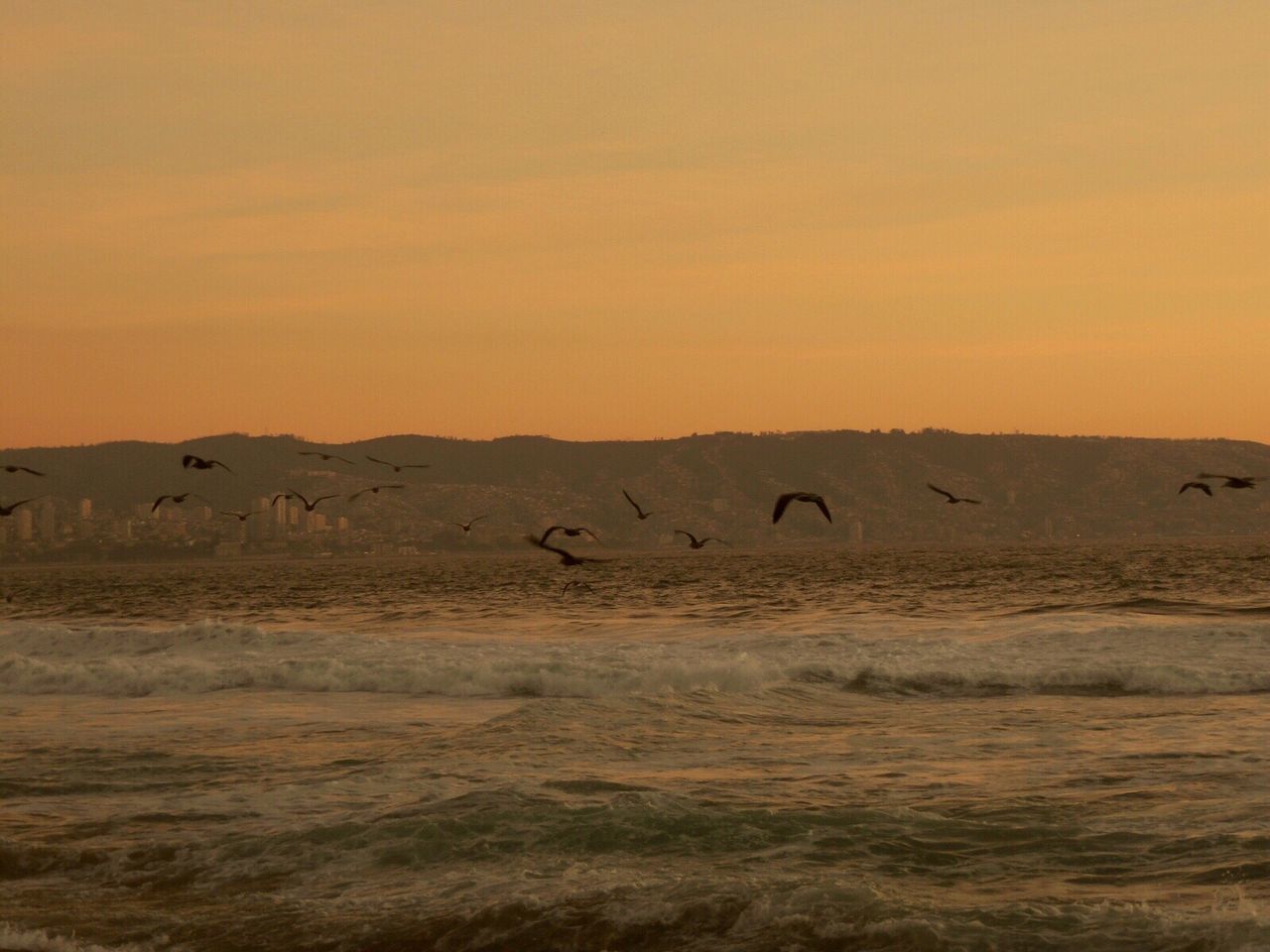 Birds flying low