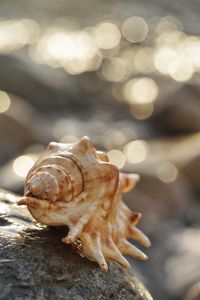 Close-up of shell on rock