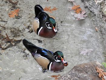 High angle view of mallard duck swimming in water