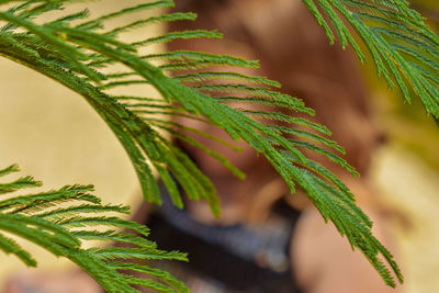 Close-up of fresh green leaves