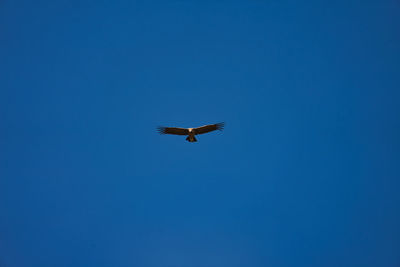 flying