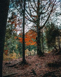 Trees and leaves in forest during autumn