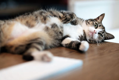 Cat sleeping on the table