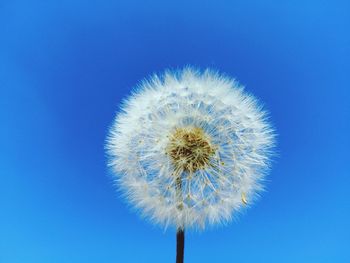 Close-up of dandelion against blue sky