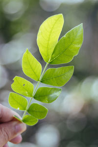 Cropped hand holding plant