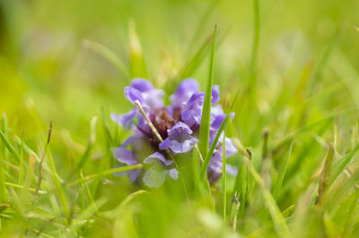 Close-up of purple crocus flowers on field