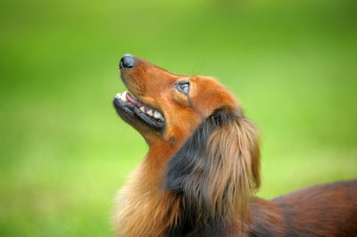 Close-up of a dog looking away