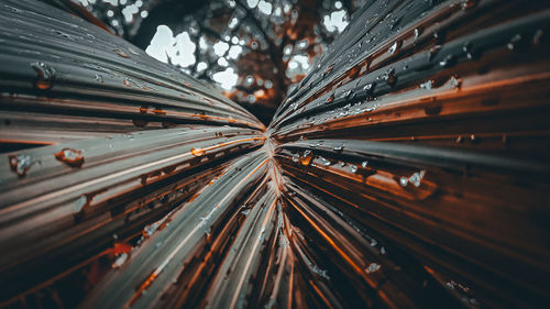 Low angle view of trees