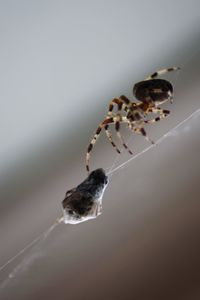 Close-up of spider on web over white background