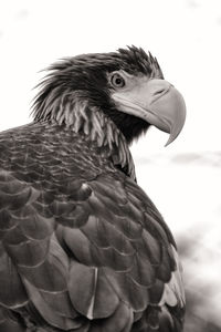 Close-up of eagle