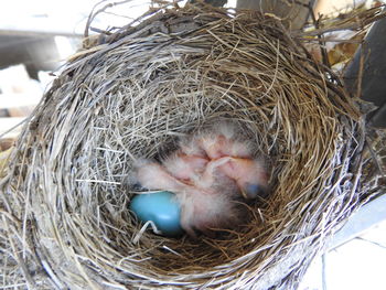Newborn robins with egg in nest.  hatchlings. 
