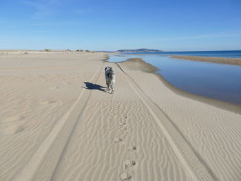 Dog walking on a beach from behind heading to the horizon