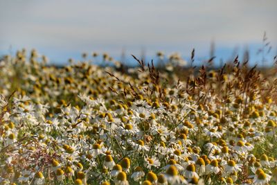 Close-up of yellow flowers growing in field