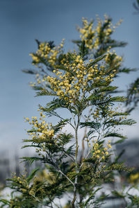 Low angle view of mimosa flowers against sky