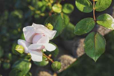 Close-up of white flowering plant