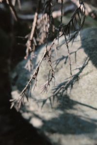 Close-up of plant on branch