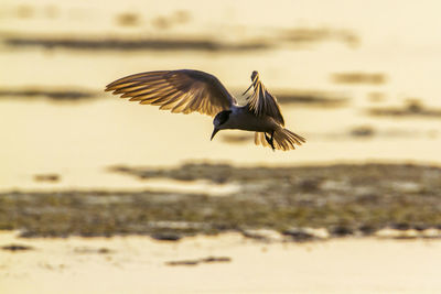 Bird flying over sea