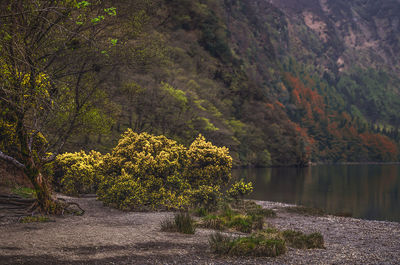 Scenic view of lake by trees