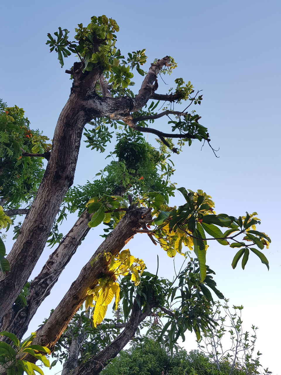 LOW ANGLE VIEW OF TREES AGAINST CLEAR SKY