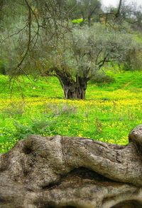 Scenic view of grassy landscape