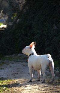 White dog looking away