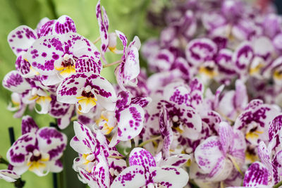 Close-up of purple flowers