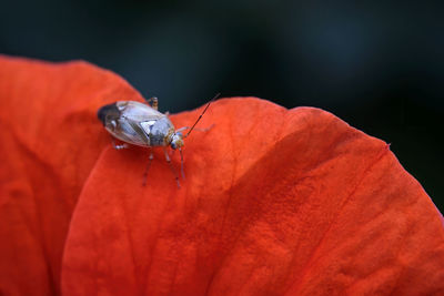 Close-up of insect on red flower