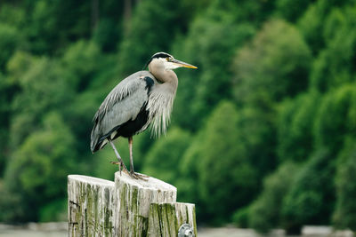 Side view of a great blue heron on a log piling in puget sound