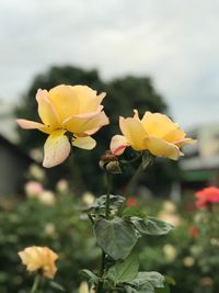 Close-up of yellow flowers blooming outdoors