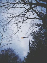 Low angle view of bird on tree against sky