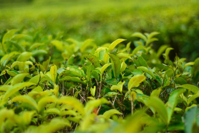 Close-up of fresh green plants in field