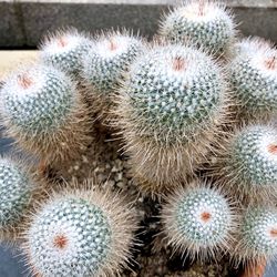 Full frame shot of succulent plant