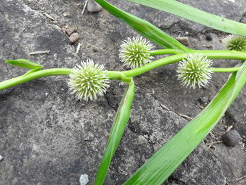High angle view of flowering plant on field