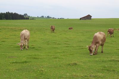 Cows grazing on field against sky