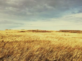 Scenic view of wheat field against sky