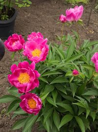 High angle view of pink flowers in pot